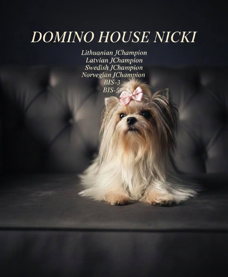 Rusų saloniniai šunys- itin reta veislė